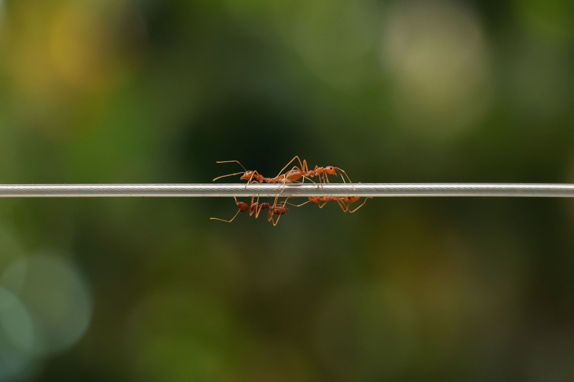 Ant International, Hong Kong Halka Arzı Öncesinde 1 Milyar Dolar Fon Toplamayı Değerlendiriyor